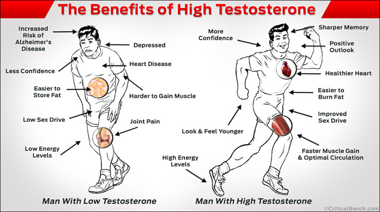 Testosterone Benefits.